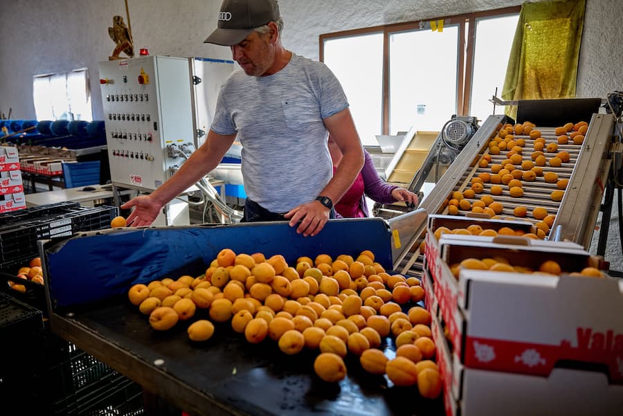 Saxon, le 13 juillet 2024, Daniel Vouilloz, producteur dâabricots reçoit Léguriviera pour une livraison en circuit court © sedrik nemeth