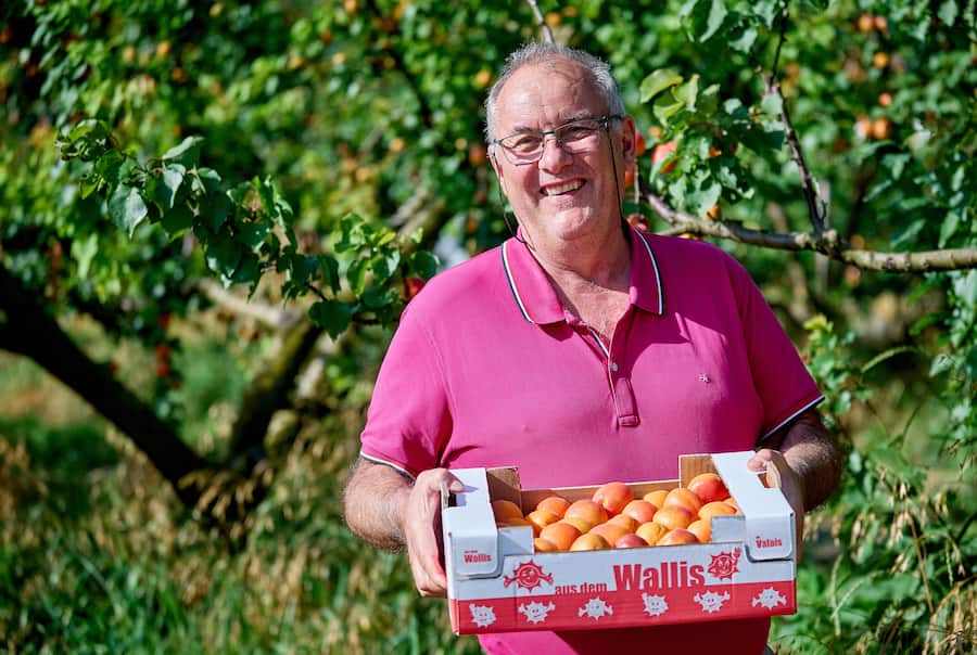 Saxon, le 13 juillet 2024, Daniel Vouilloz, producteur dâabricots reçoit Léguriviera pour une livraison en circuit court © sedrik nemeth