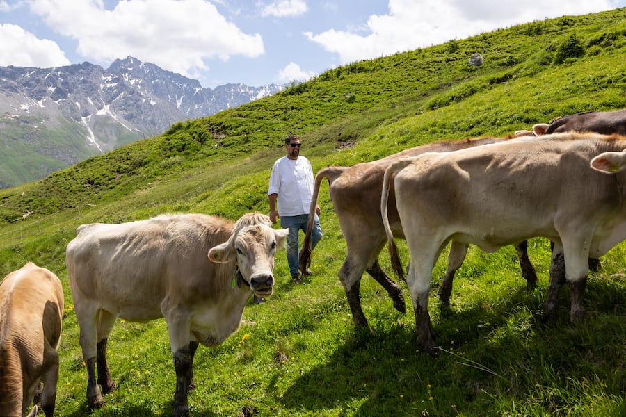 Fadri Arpagaus mit seinen Rindern auf der Alp