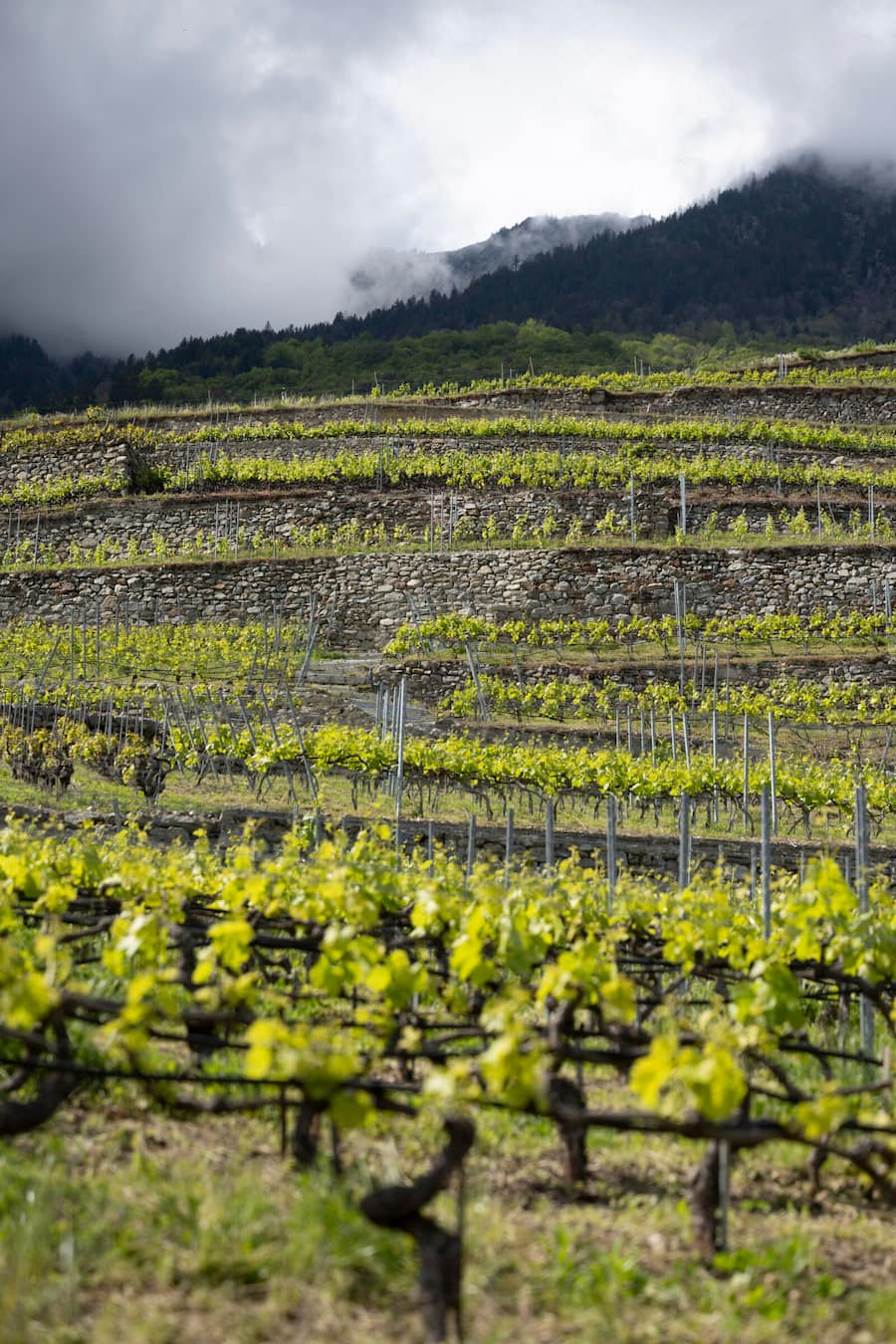 Terrassierte Weinberge mit Trockenmauern