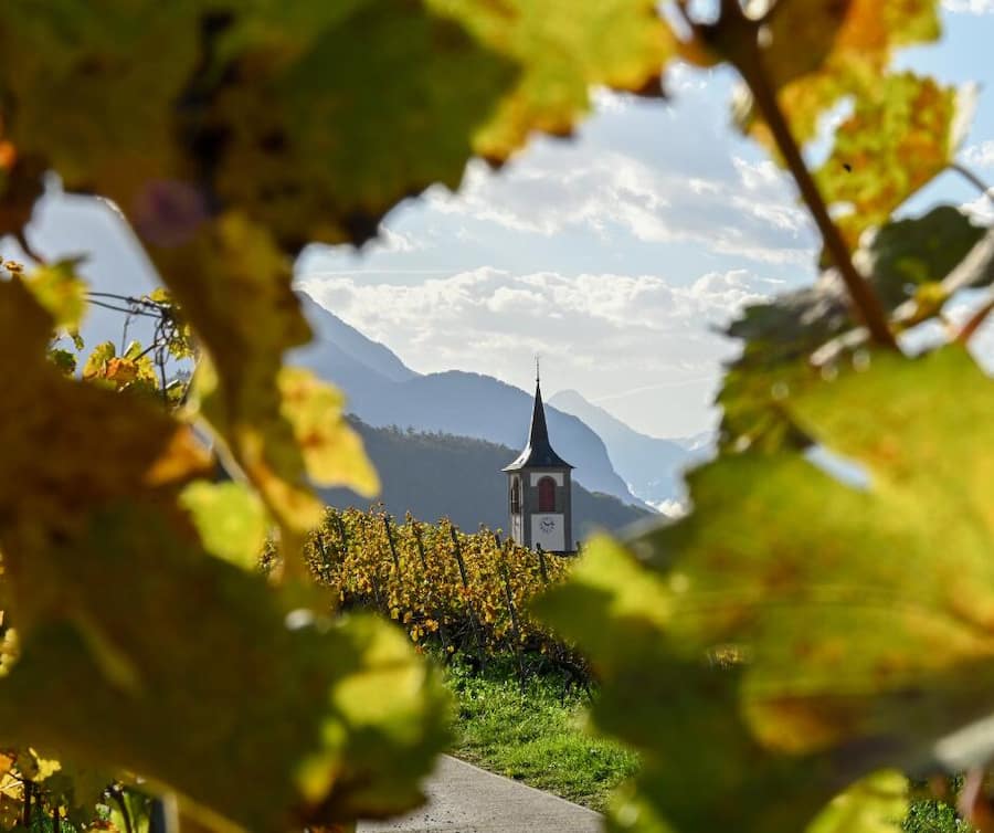 Elitis vin du mois de juillet multi 1