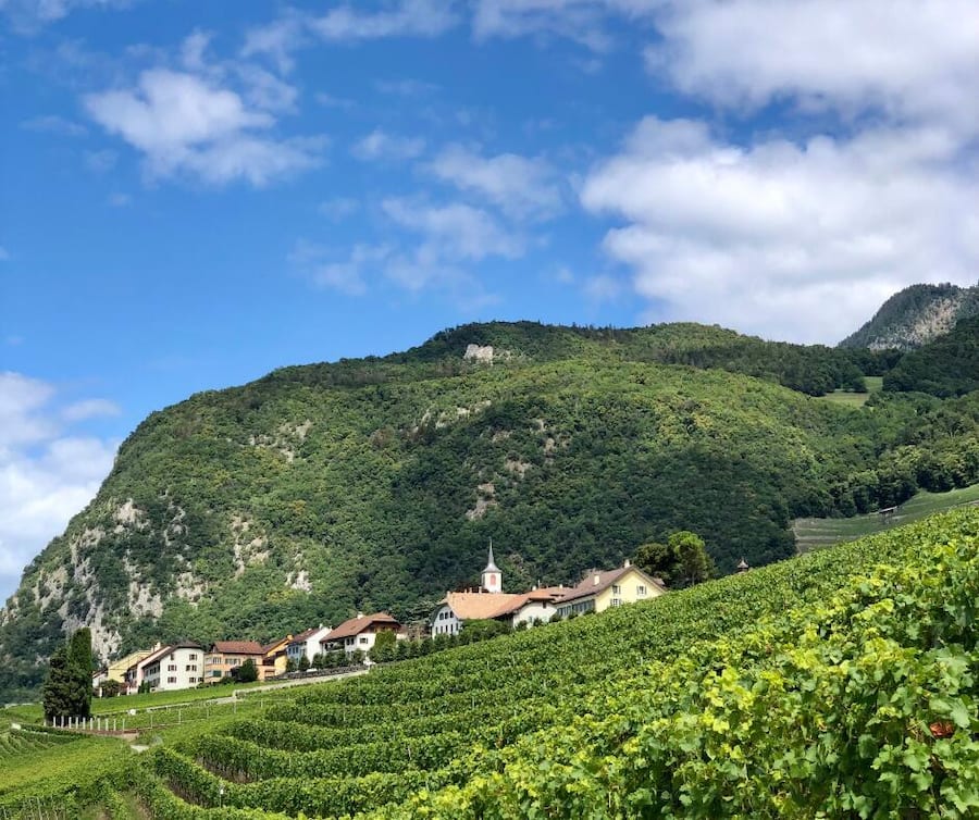 Elitis vin du mois de juillet multi 3