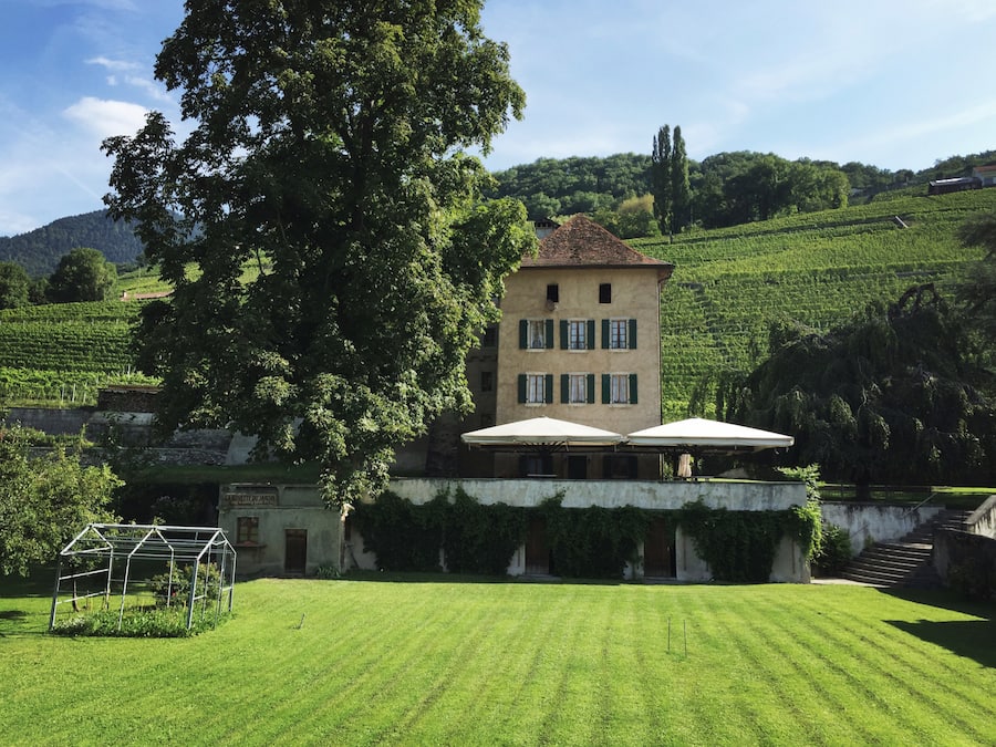 Ombelle chasselas en cannette Abbaye de Salaz Ollon OVV Office des Vins Vaudois