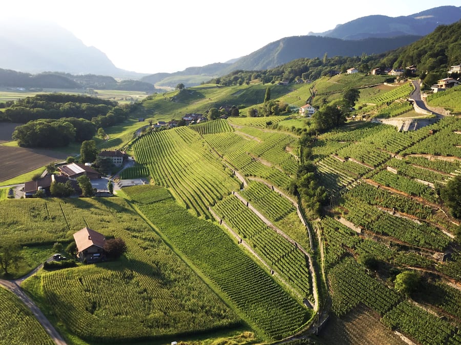 Ombelle chasselas en cannette Abbaye de Salaz Ollon OVV Office des Vins Vaudois