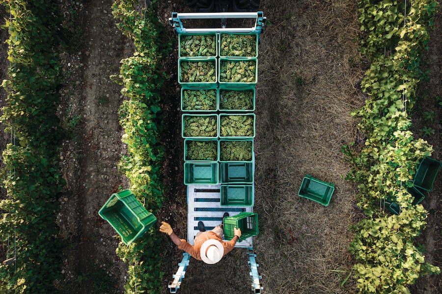 Ernte bei Bellavista Franciacorta