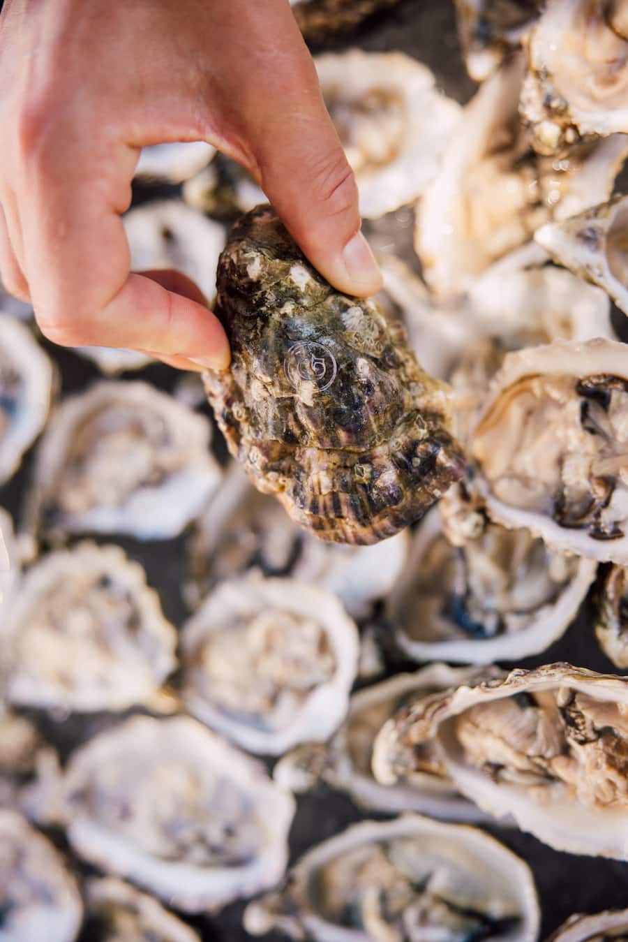 Partner - Bianchi - Gillardeau Austern