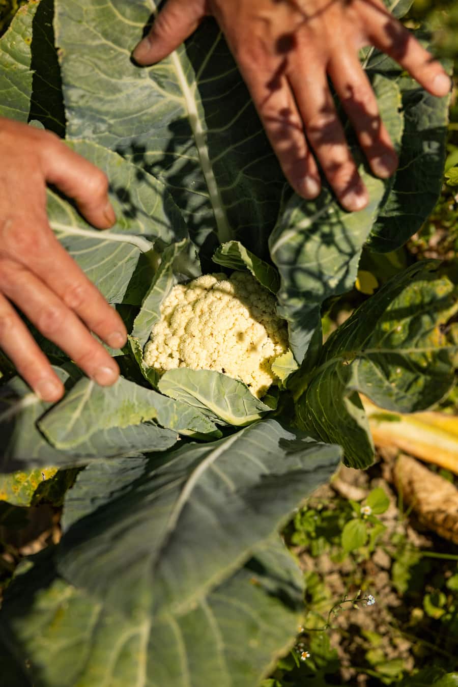 14.08.2024, Rüschegg BE, Bio Cuisine Bio Hof Zbinden (photo by Remy Steiner for Gault Millau)