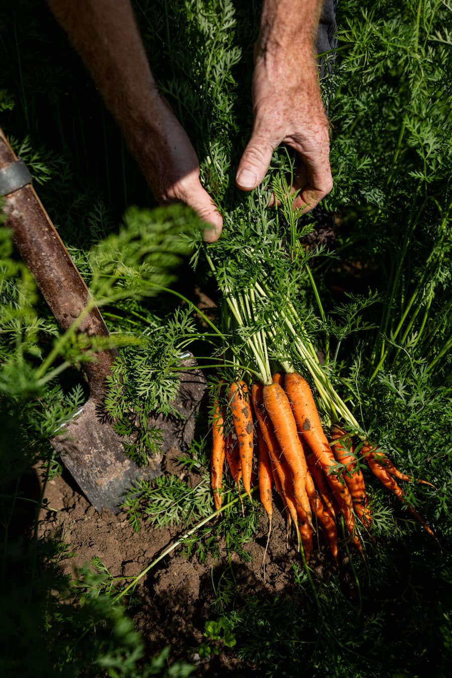 14.08.2024, Rüschegg BE, Bio Cuisine Bio Hof Zbinden (photo by Remy Steiner for Gault Millau)