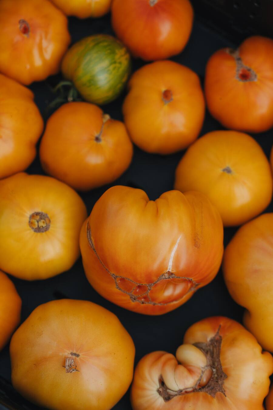 Tomaten vom Gemüsebauer Mathieu Cuendet