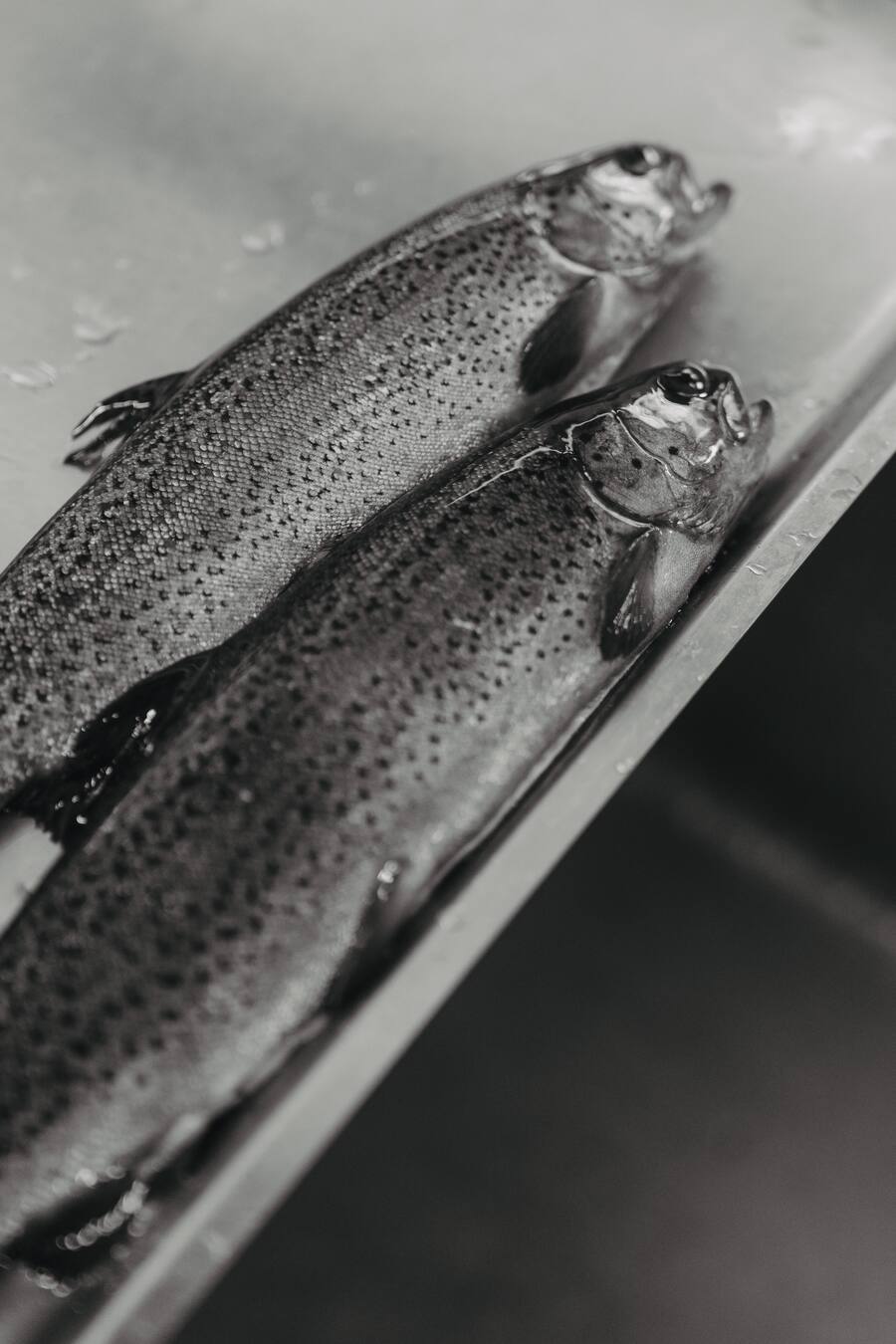 Regenbogenforellen - Restaurant Alm - Zermatt - Sommer 2024 - Copyright Olivia Pulver