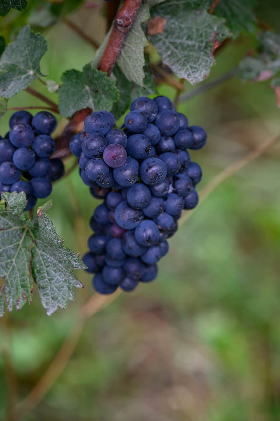 Colombier, 5 septembre 2024.Reportage au domaine de Chambleau en compagnie de Charlotte Burgat.©François Wavre | Lundi13