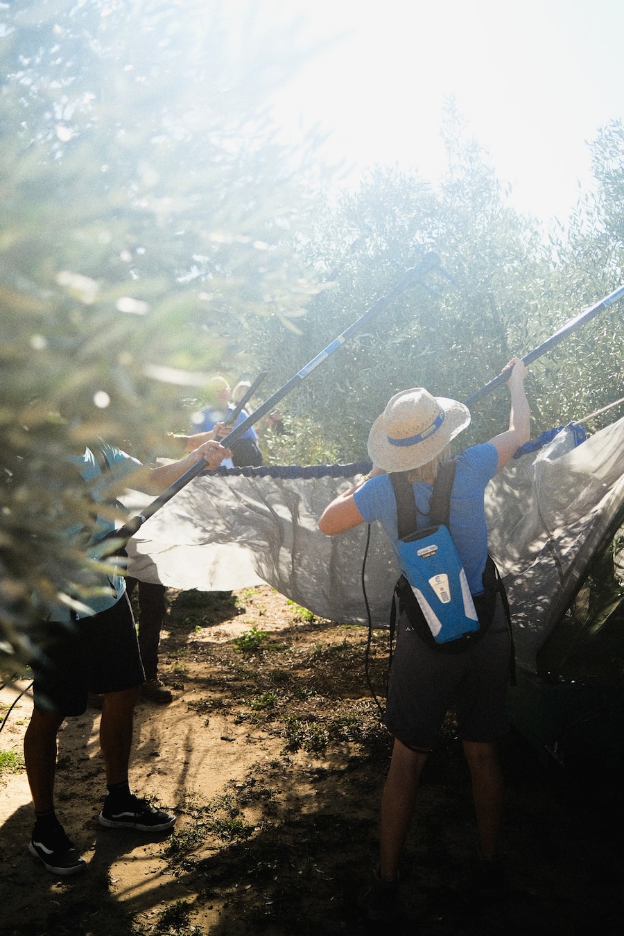 Olivenölernte Fontclara