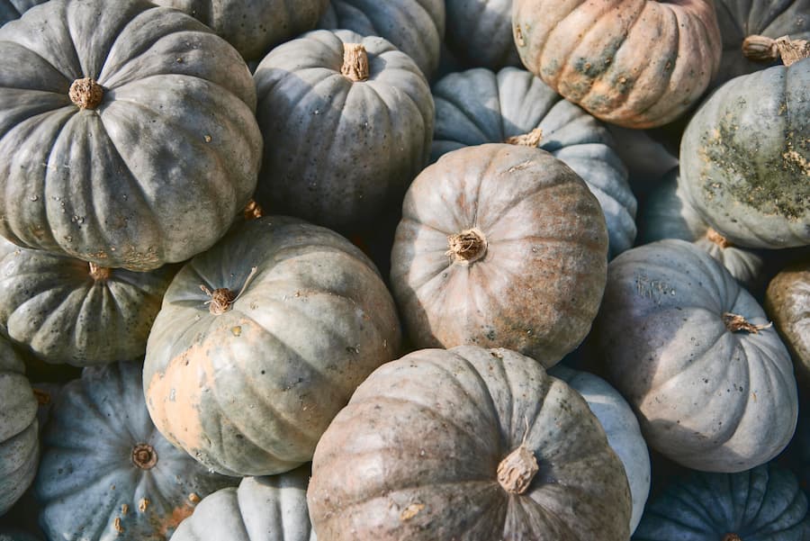 Bernhard Ravet, Guy Ravet, Ermitage des Ravet, Ravet, Vufflens-le-Château, Vufflens, VD © Adrian Ehrbar , KürbisÂ