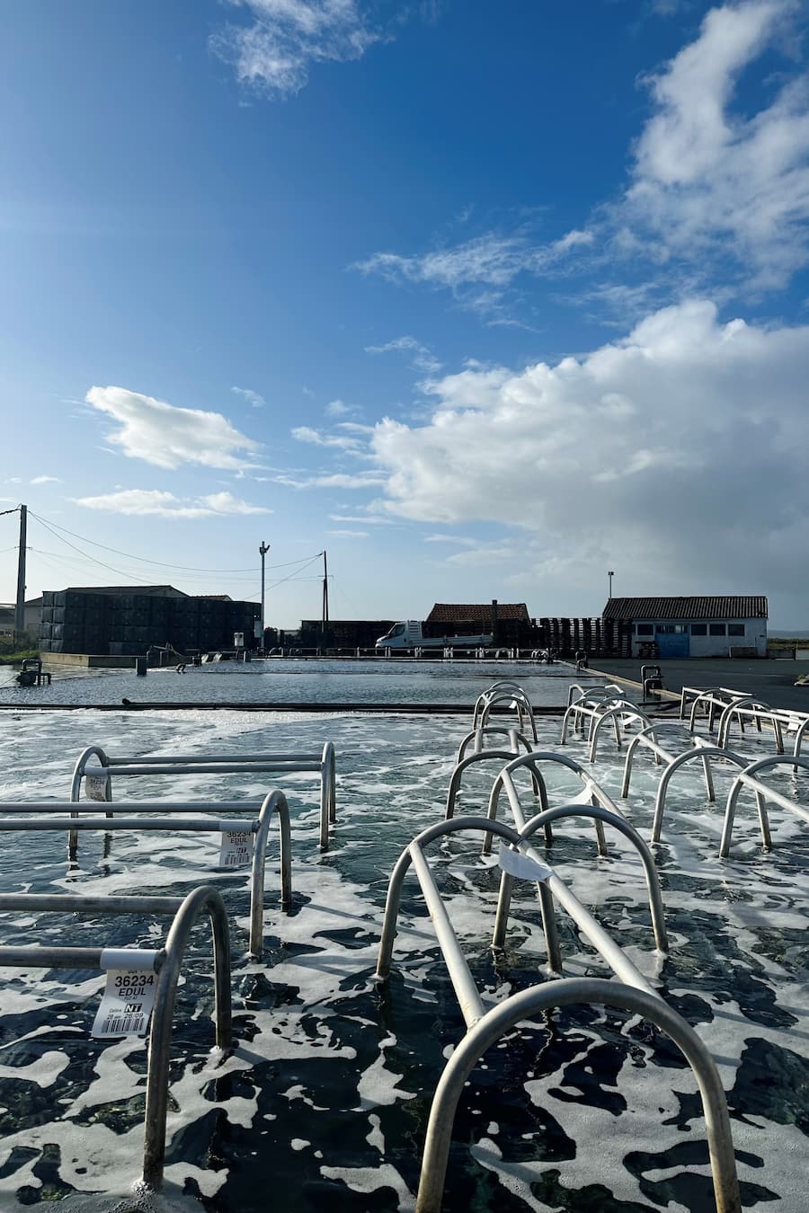 Bianchi bei den Gillardeau Austern