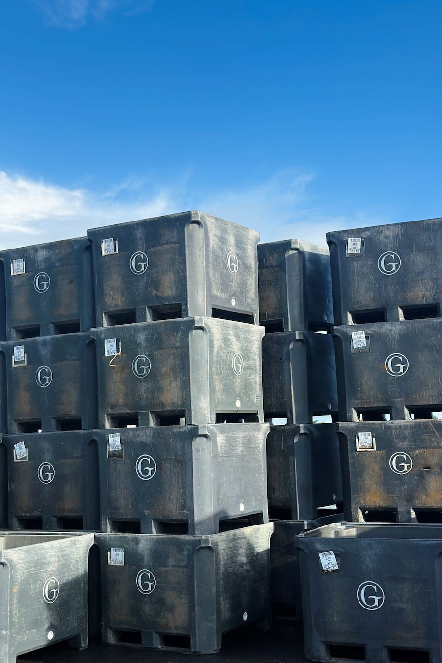 Bianchi bei den Gillardeau Austern