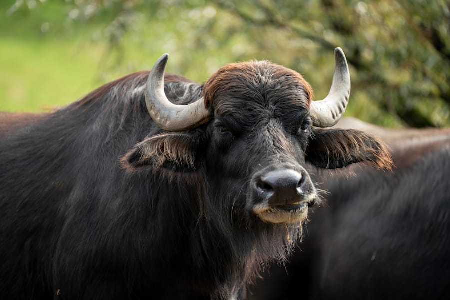 Drei Koenige Entlebuch, Manuele Mazzotta, Wasserbüffelfarm mit Vater Bruno uns Sohn Lars Renggli, Marbach