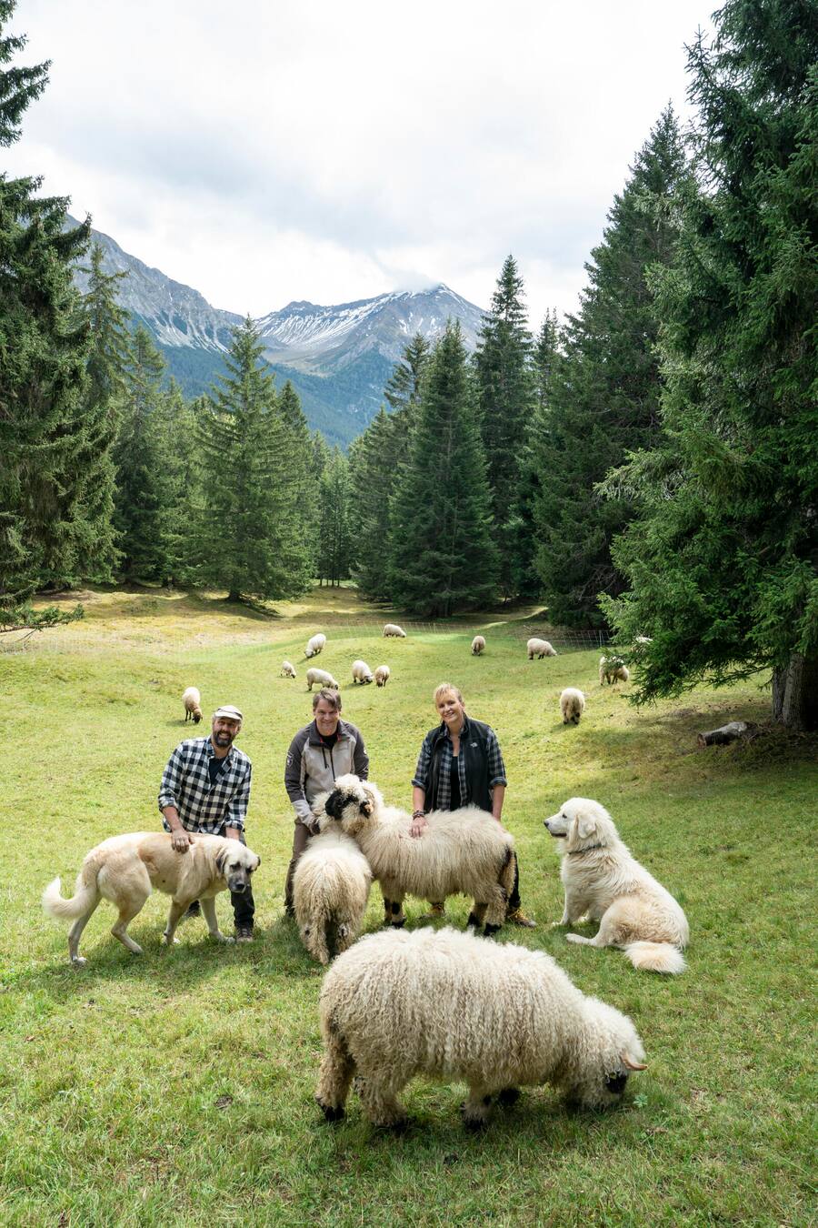 Hansjoerg Ladurner , Scalottas Lenzerheide, bei Schafen und Ziegen von Petras und Bruno Hassler, in Valbella