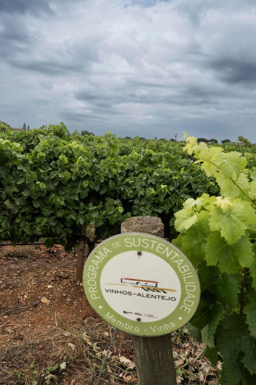 Vereinigung für nachhaltigen Weinbau im Alentejo