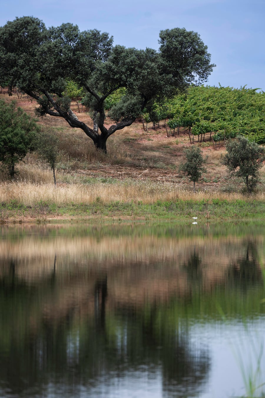 Wasserreservoir für Bewässerung und Biodiversität