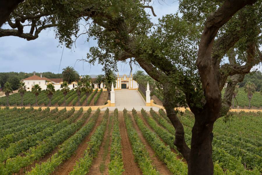 Weingut umgeben von Weinbergen