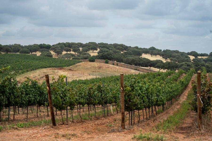 Das Weingut grenz die Jagdländereinen des Königs von Portugal