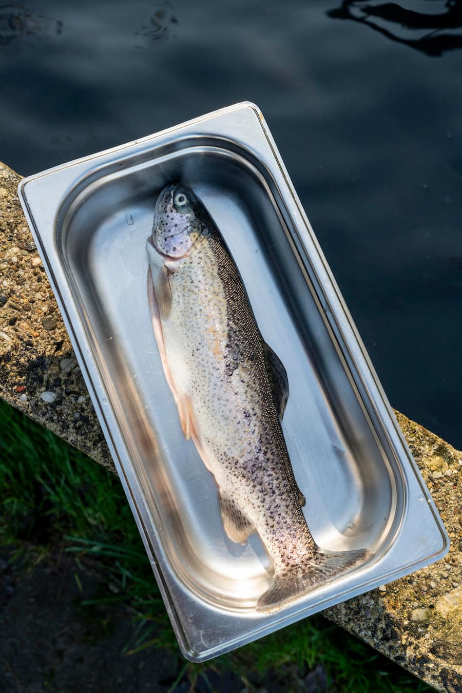 Robert Steuri , Bachforellen auf Langerlenhof, in Schwarzenberg