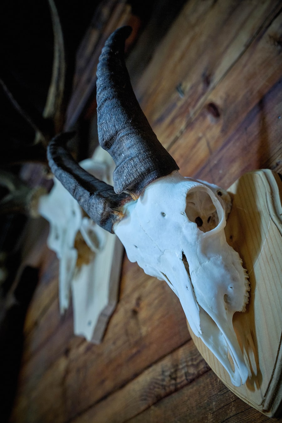 Siviez Nendaz, le 24 septembre 2024, Adrien et Klara, tenanciers du Vieux Nendaz, sâimmergent avec leurrais chasseur le temps dâune journée afin de comprendre la difficulté a chasser du gibier local, et nous présentent un pâté en croute de bouquetin et un attrait de chasse de chamois © Sedrik Nemeth
