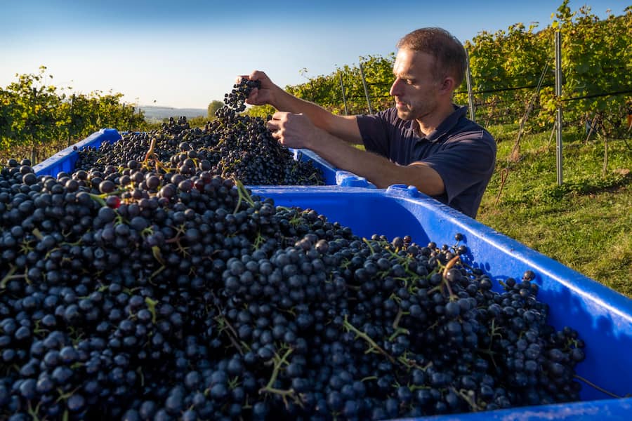 Michael Burkhart mit Blauburgundertrauben,Weinfelden, Thurgau, Schweiz,Suisse,Svizzera,Switzerland,