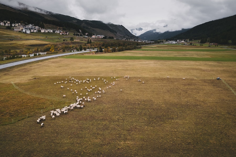 Suvretta House, Fabrizio Zanetti, Schafzüchter, Andri Casty, Bio-Lammfleisch