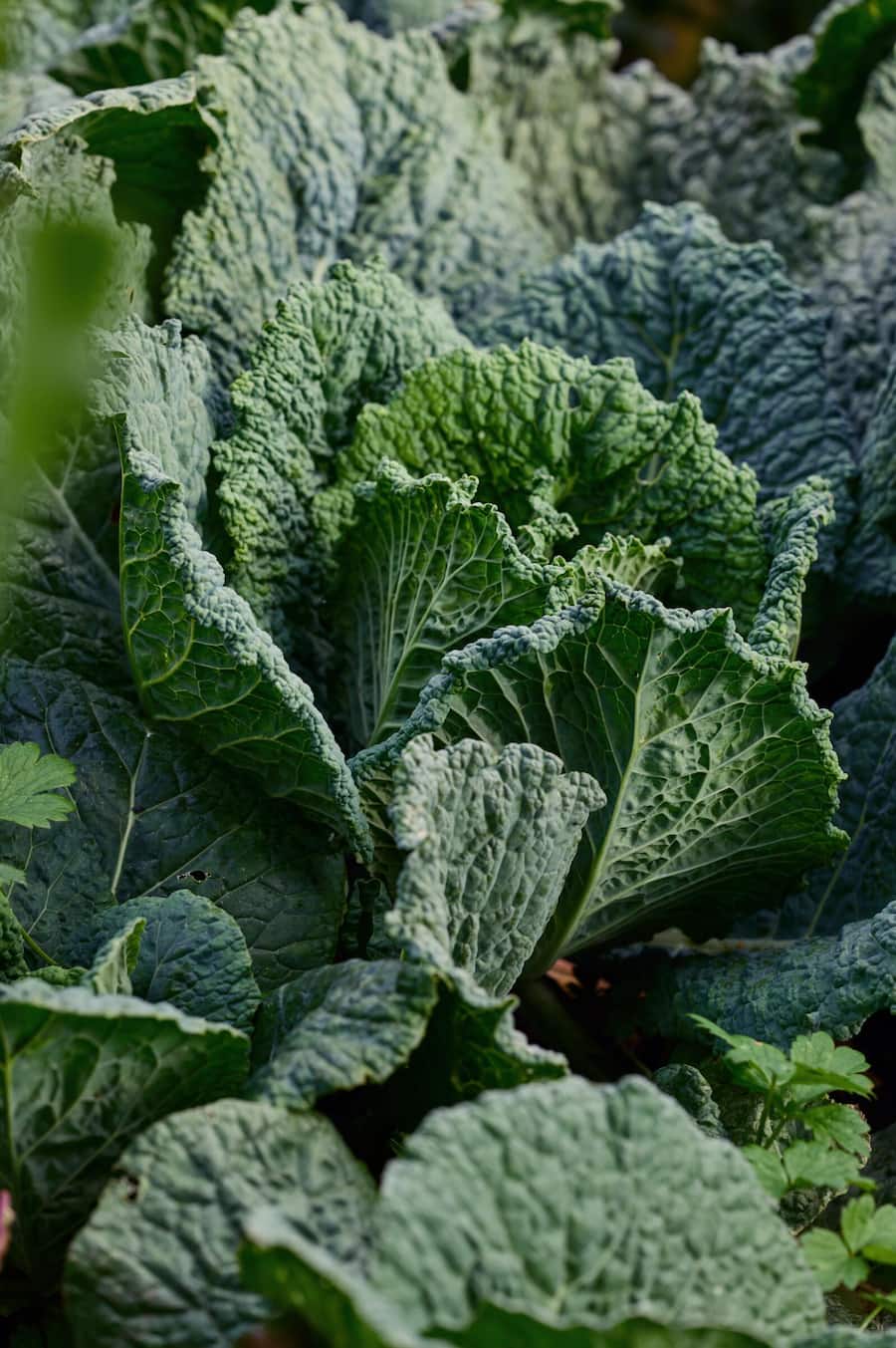 Kohl Pinte des Mossettes