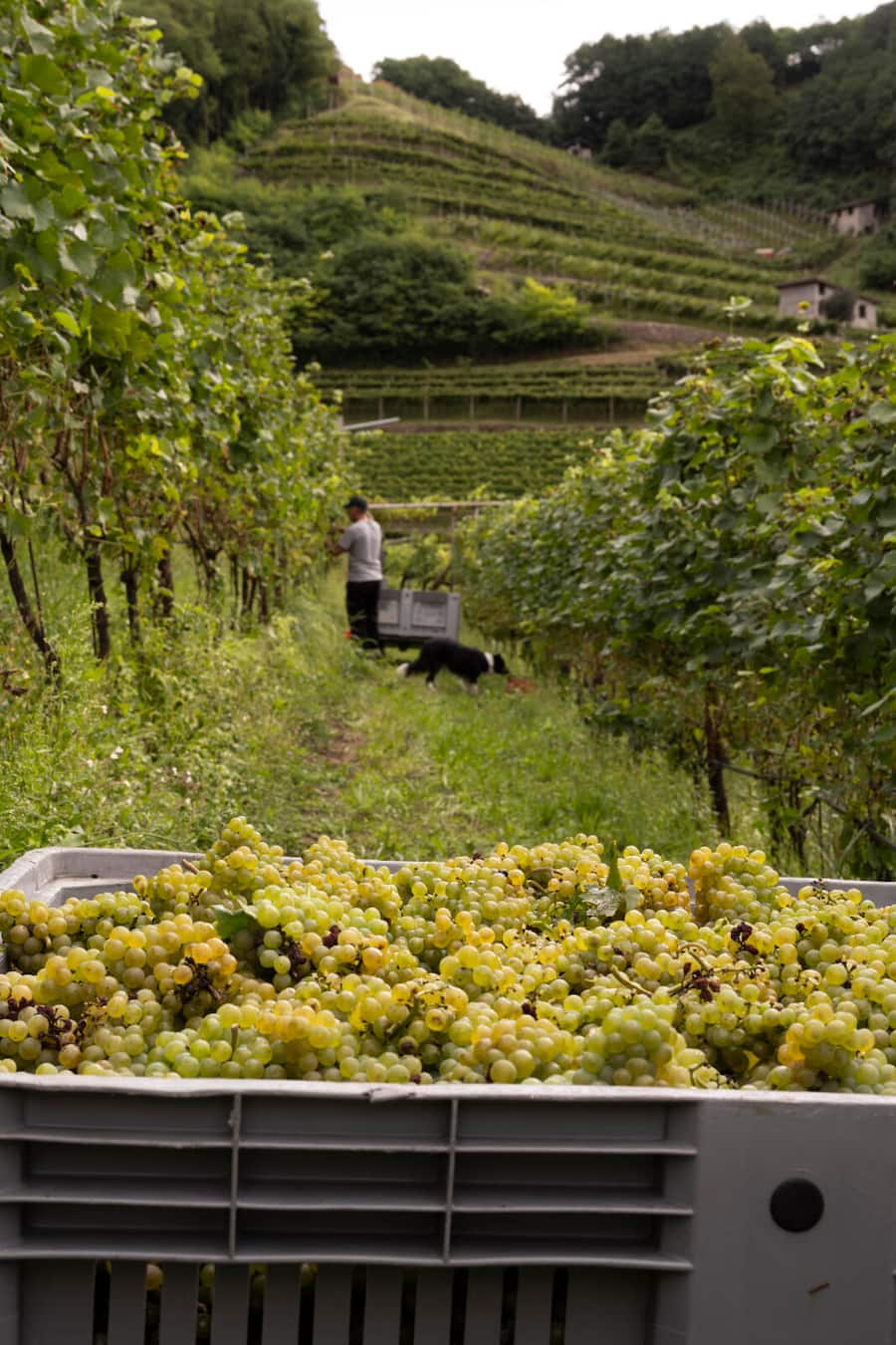 Chardonnay Weinlese in hohen Lagen für im Cembratal für Schaumweine von Cesarini Sforua