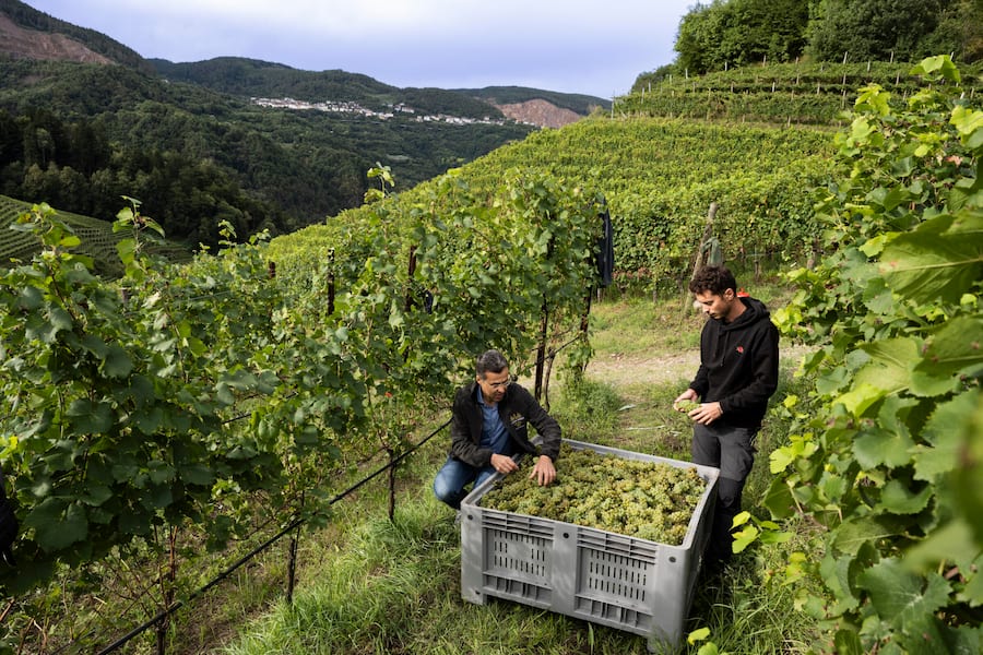 Adrea Buccella zsammen mit Mattia Brugnara, Agronom im hoch gelegenen Weinberg im Cembratal