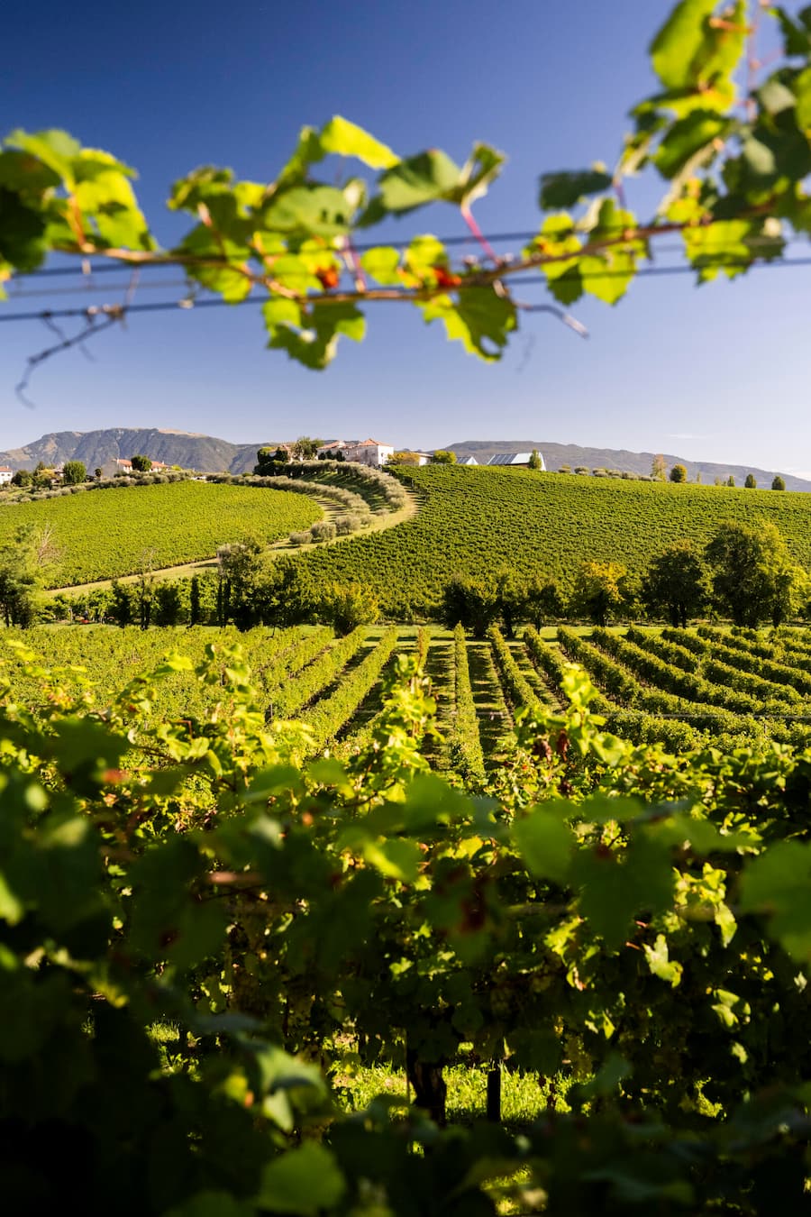 Weinberge, Rive um die Weinkellerei Terre di Ogliano