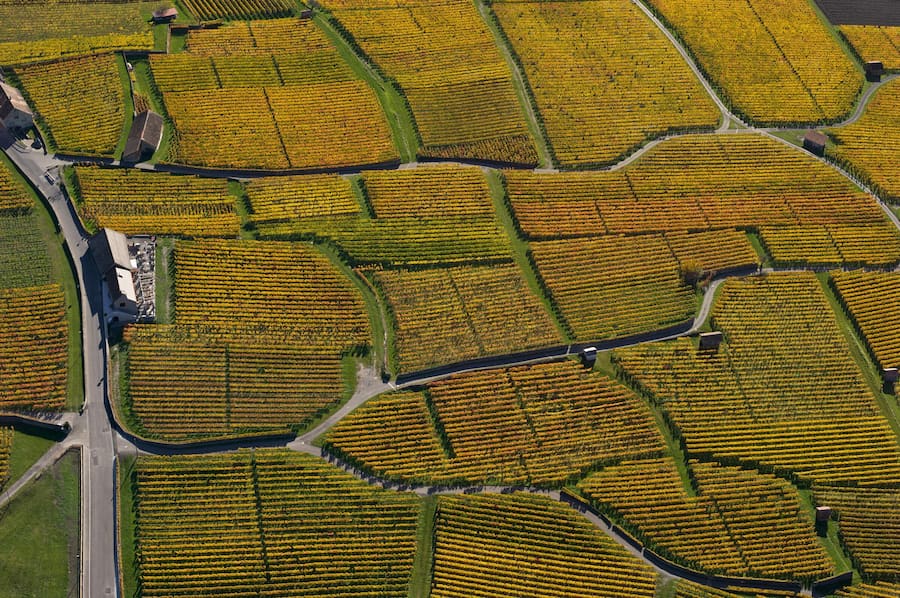 Bündner Herrschaft, Rebberge © HO via Heidiland Tourismus, Bilddatenbank Fotograf + Heidiland erwähnen