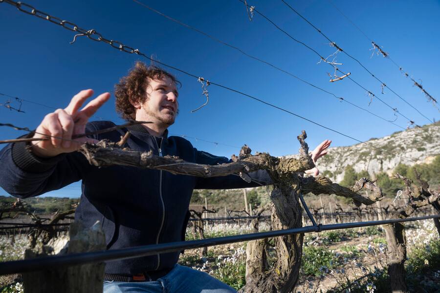 Guillaume Barraud, Direktor der 17 Domänen demonstriert den Rebschnitt