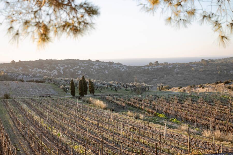 Blick zum Meer, Weinberge von L'Hospitalet in der La Clape