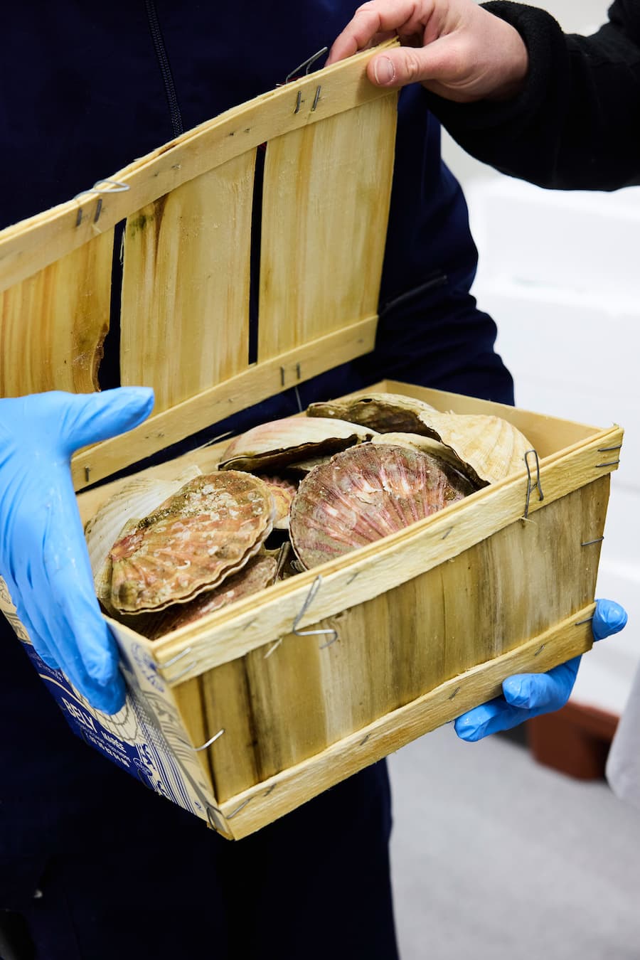 Frische Jakobsmuschlen