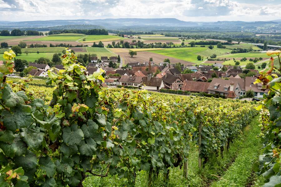 Nadine und Cedric Besson-Strasser Weinbau , Uhwiesen, im Weinberg Chlosterberg Grégory Rohmer, Sommelier, Cédric Besson, Weingut © Nik HungerÂ