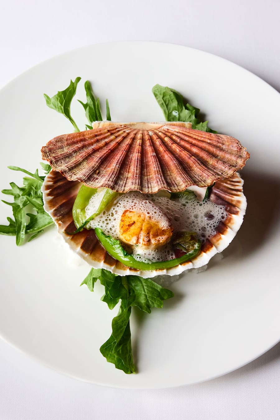 Jakobsmuschel Gregor Smolinsky