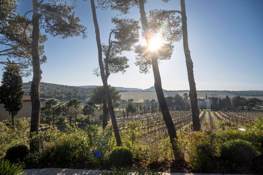 Weinberge von L'Hospitalet in der La Clape