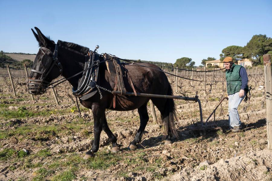 Die Topparzellen auf Hospitalet werden mit dem Maultier bearbeitet