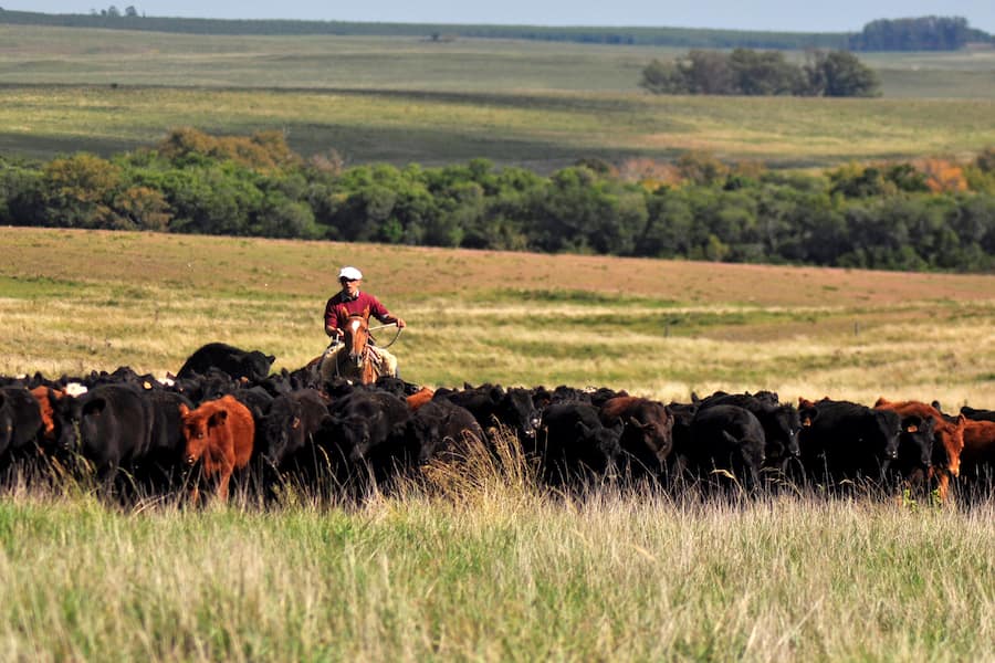 Umi Beef von Luma Delikatessen