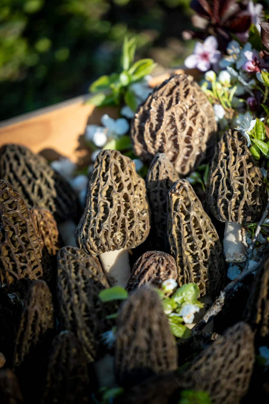 Besuch bei Monsieur Ben, einem Morchelzüchter, der u.a. das Croix-Blanche beliefert. Zubereitung durch Arno Abächerli im Restaurant Croix-Blanche in Villarepos wo er ein Morchelgericht kocht. Die Morchelzucht von Monsieur Ben, Aufgenommen am 01.04.2025 ©David Birri
