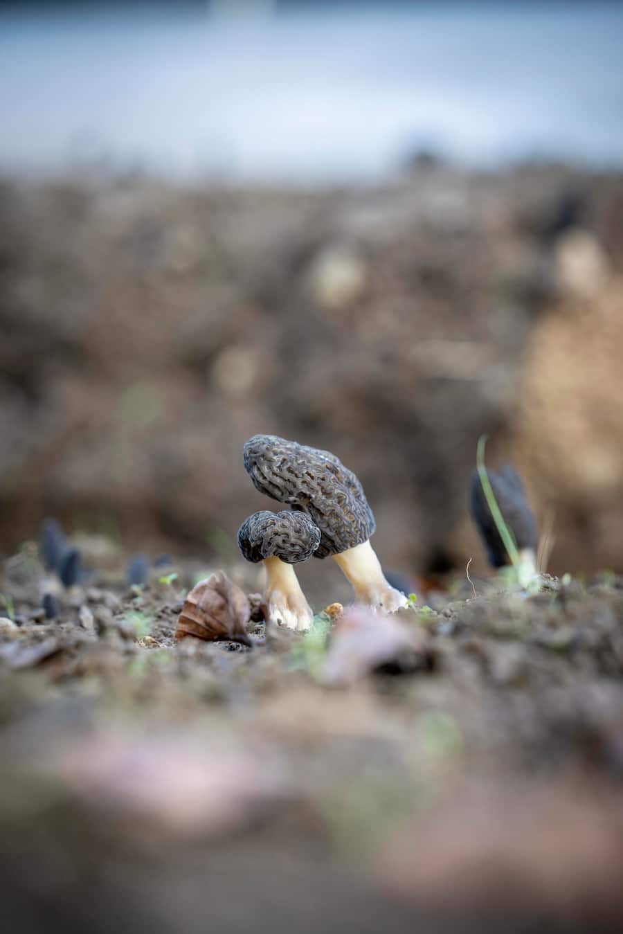 Besuch bei Monsieur Ben, einem Morchelzüchter, der u.a. das Croix-Blanche beliefert. Zubereitung durch Arno Abächerli im Restaurant Croix-Blanche in Villarepos wo er ein Morchelgericht kocht. Die Morchelzucht von Monsieur Ben, Aufgenommen am 01.04.2025 ©David Birri