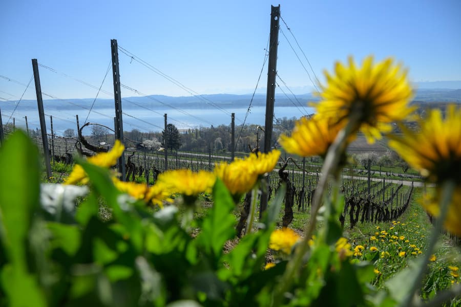Constantine, 11 avril 2025. Reportage au Domaine des Marnes. Célia Cressier (t-shirt rose) a repris avec son mari Julien le domaine développé par son père Pierre Gentizon. Le Domaine des Marnes est situé dans l'appellation Vully, localisée entre les lacs de Neuchâtel et de Morat. ©François Wavre | Lundi13