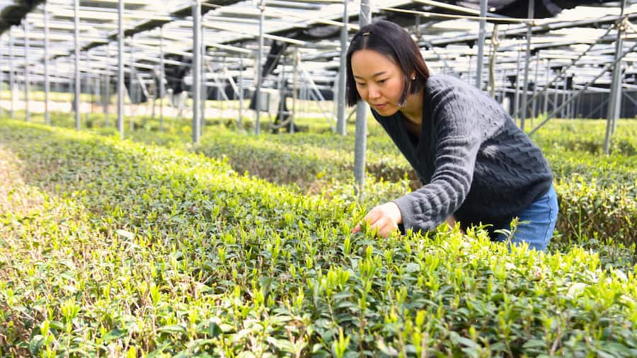 Labo Gelateria Matcha