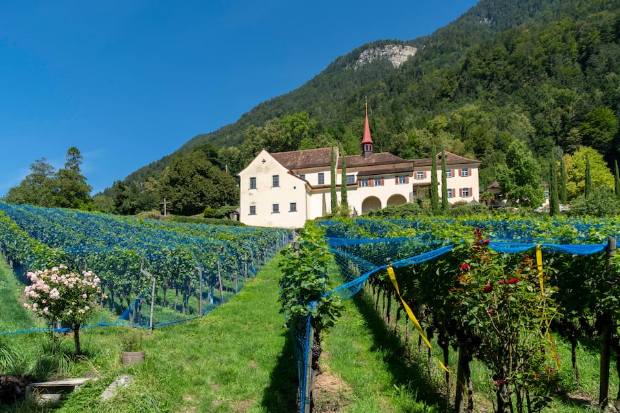 Manuel Tresch, Winzer zum Rosenberg in Altdorf