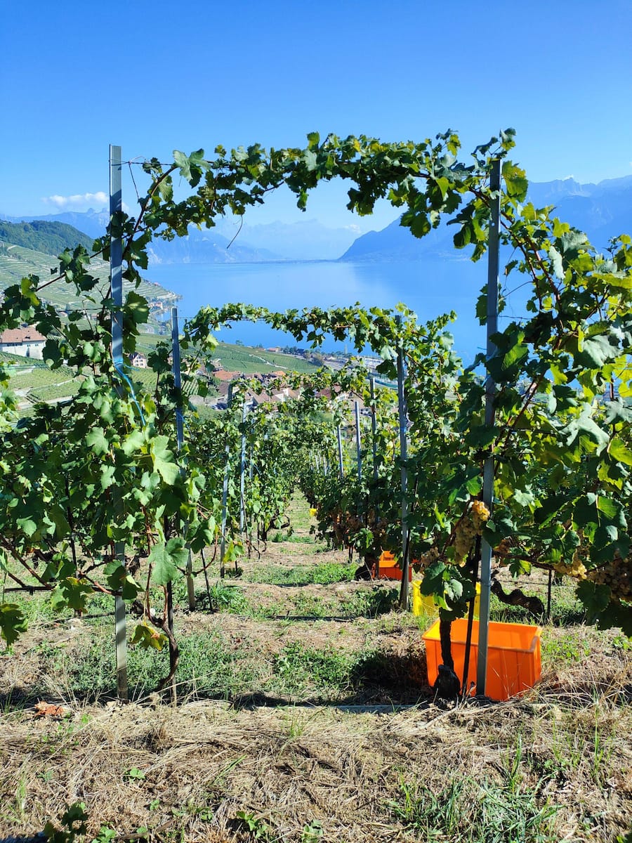 Union Vinicole de Cully