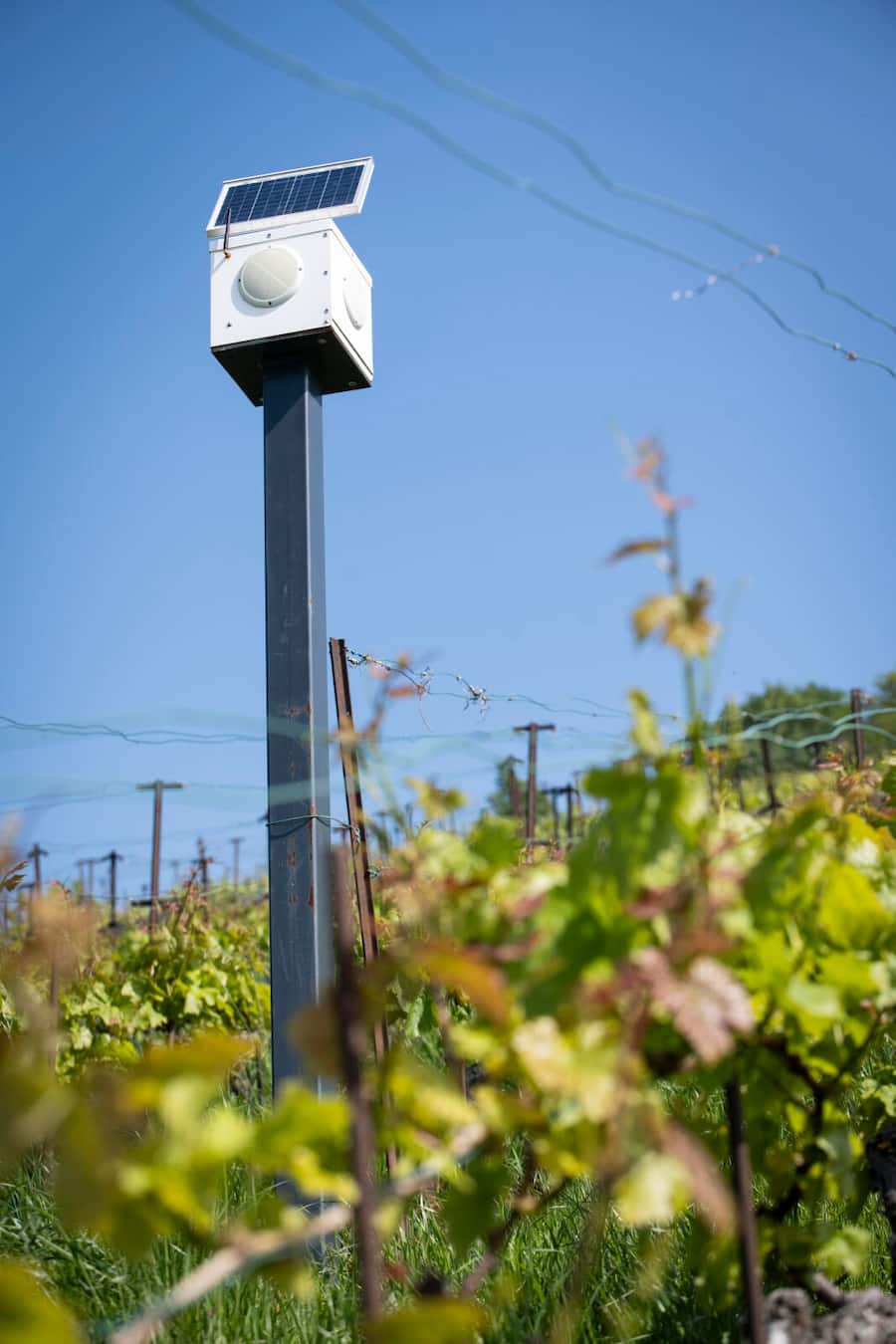 Domaine Vitis Musicalis, famille Chollet. Bourg-en-Lavaux.Ici le haut parleur qui diffuse une musique pour les viges 2 fois par jour.