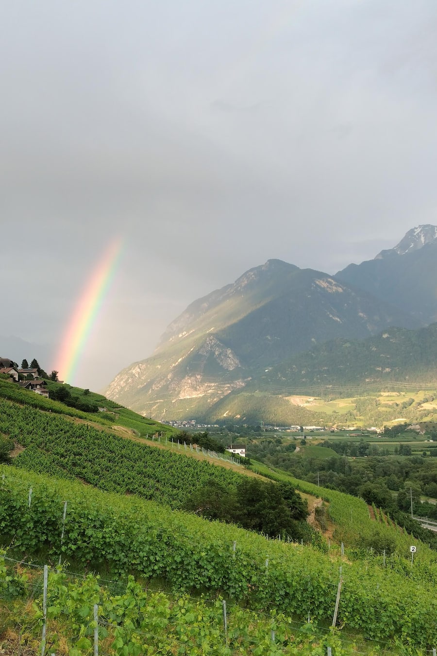 Alexander Stauffer Weine